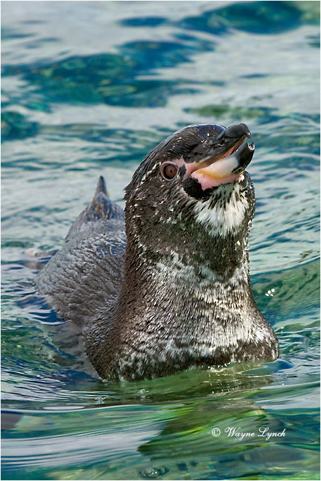 Galapagos Penguin 109 by Dr. Wayne Lynch &copy;